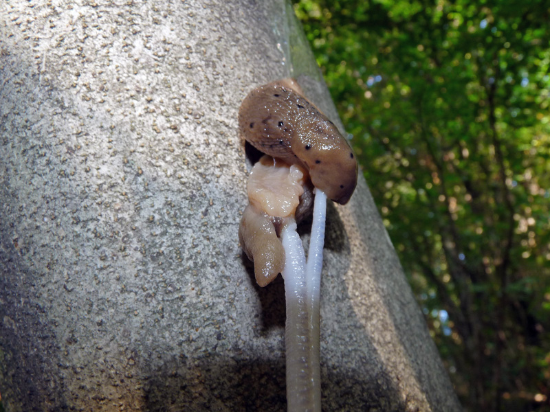 Accoppiamenti di Limax (redii-punctulatus?)